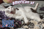 Gimlet 2020 - american af