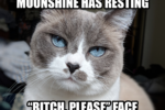 Gimlet2020 - Resting Bitch Please Face